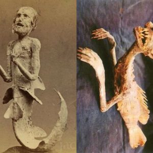 Are mermaids truly beautiful? The mummies of mermaids discovered today all deny that.