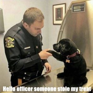 Hello officer someone stole my treat
